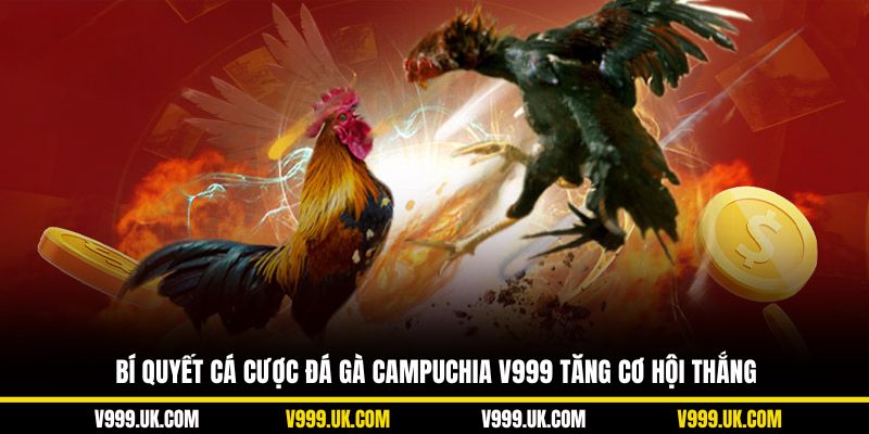 Bí quyết cá cược đá gà Campuchia V999 tăng cơ hội thắng
