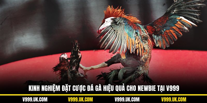 Kinh nghiệm đặt cược đá gà hiệu quả cho newbie tại V999