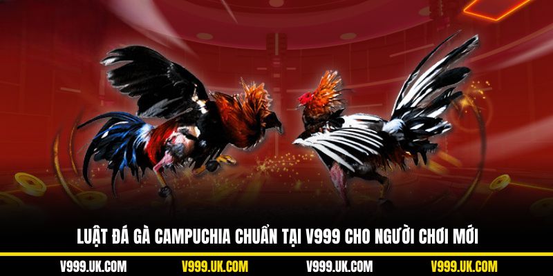 Luật đá gà Campuchia chuẩn tại V999 cho người chơi mới