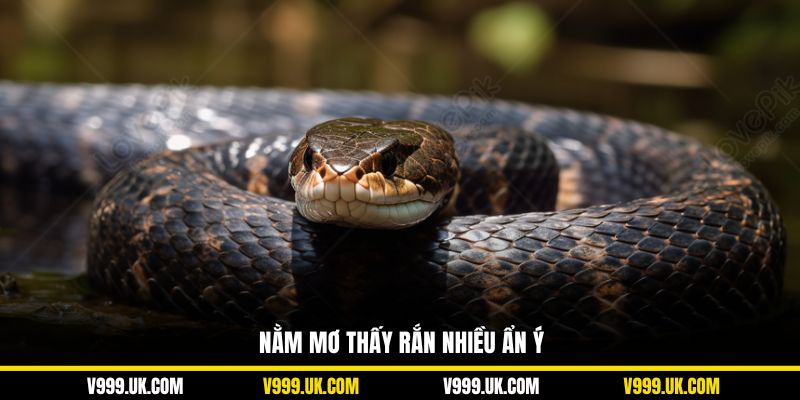 Nằm mơ thấy rắn nhiều ẩn ý