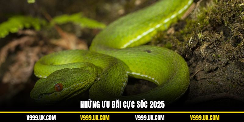 Những ưu đãi cực sốc 2025