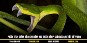 Phân Tích Điềm Báo Khi Nằm Mơ Thấy Rắn? Giải Mã Chi Tiết Từ V999