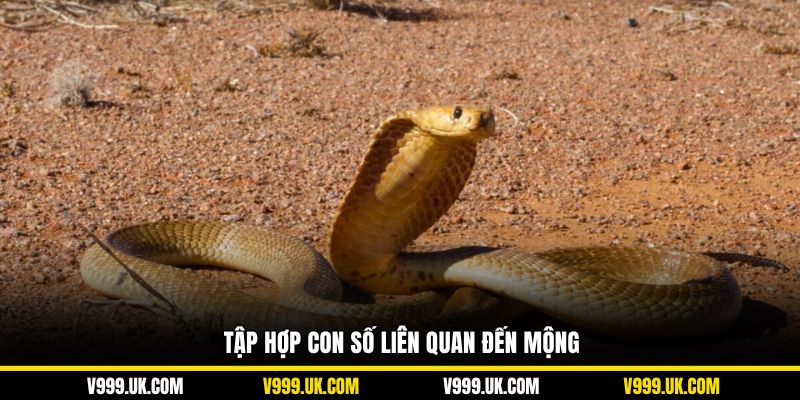 Tập hợp con số liên quan đến mộng
