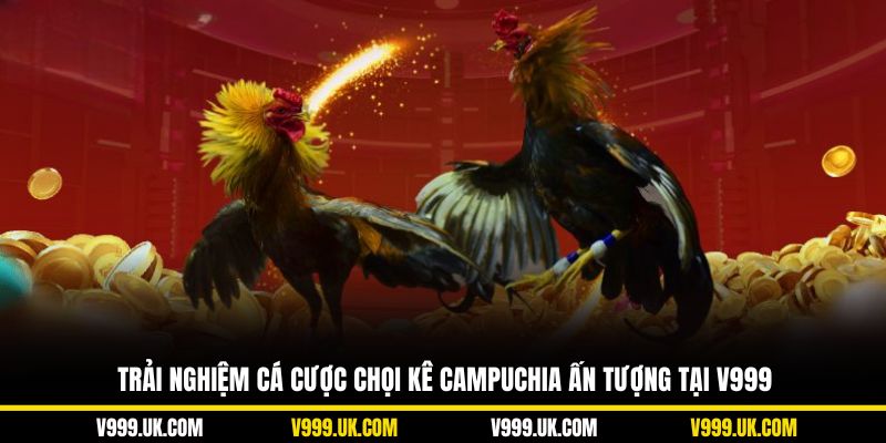 Trải nghiệm cá cược chọi kê Campuchia ấn tượng tại V999